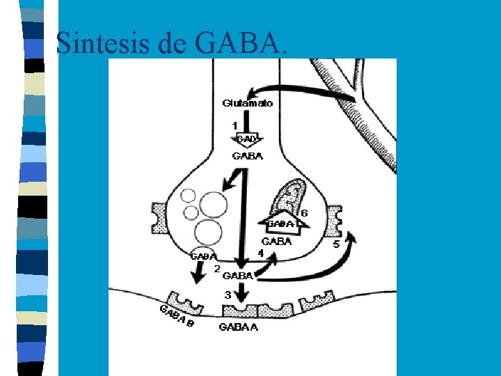 Sintesis de GABA. 