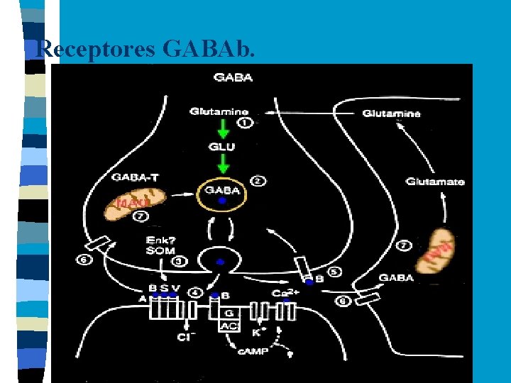 Receptores GABAb. 