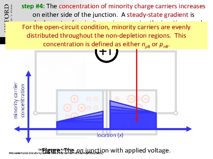 minority carrier concentration step #4: The concentration of minority charge carriers increases on either