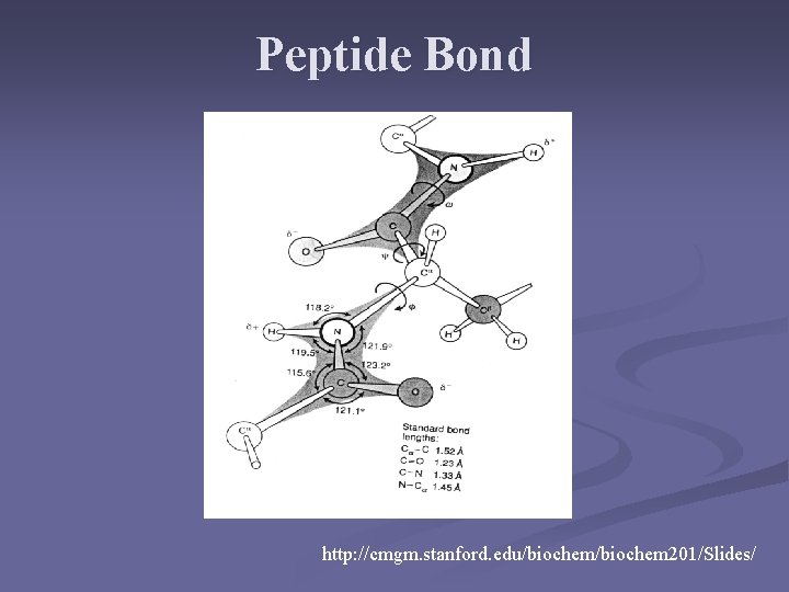 Peptide Bond http: //cmgm. stanford. edu/biochem 201/Slides/ 