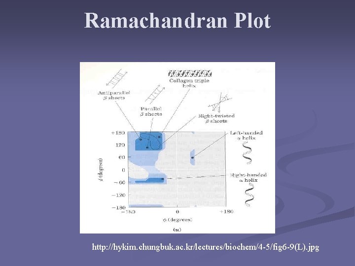 Ramachandran Plot http: //hykim. chungbuk. ac. kr/lectures/biochem/4 -5/fig 6 -9(L). jpg 