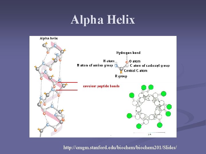 Alpha Helix http: //cmgm. stanford. edu/biochem 201/Slides/ 