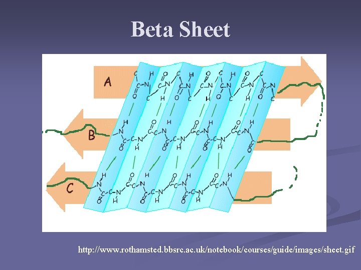 Beta Sheet http: //www. rothamsted. bbsrc. ac. uk/notebook/courses/guide/images/sheet. gif 