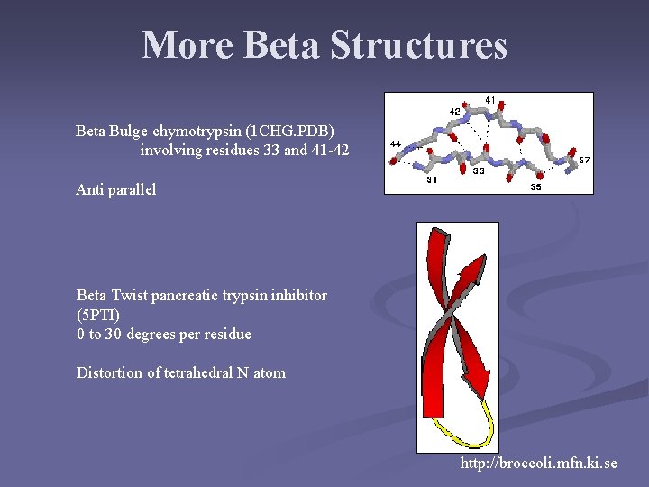 More Beta Structures Beta Bulge chymotrypsin (1 CHG. PDB) involving residues 33 and 41