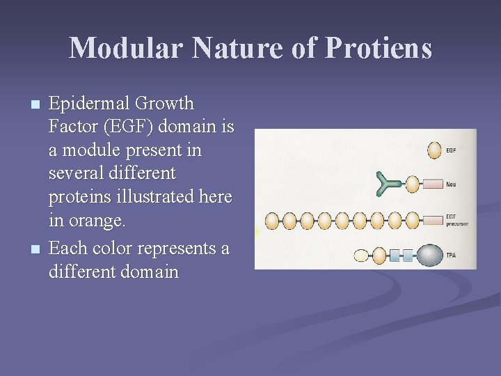Modular Nature of Protiens n n Epidermal Growth Factor (EGF) domain is a module