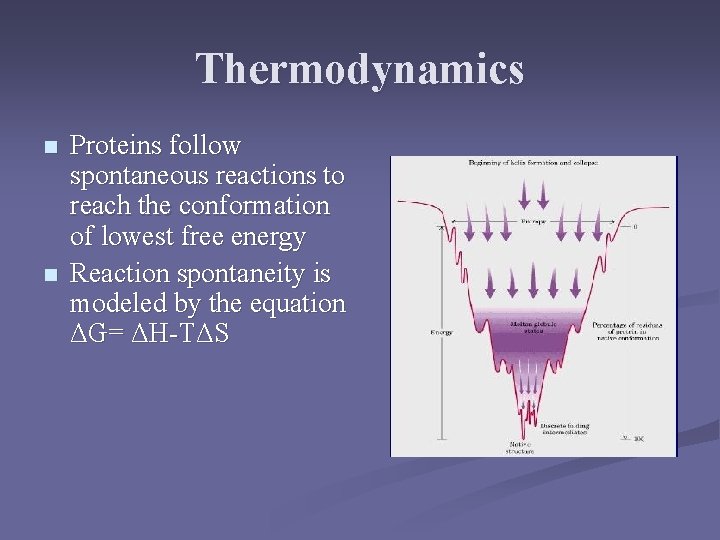 Thermodynamics n n Proteins follow spontaneous reactions to reach the conformation of lowest free