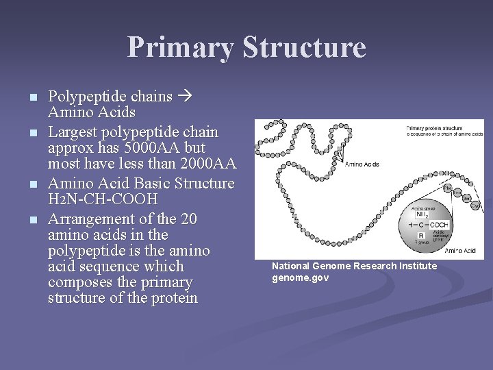 Primary Structure n n Polypeptide chains Amino Acids Largest polypeptide chain approx has 5000