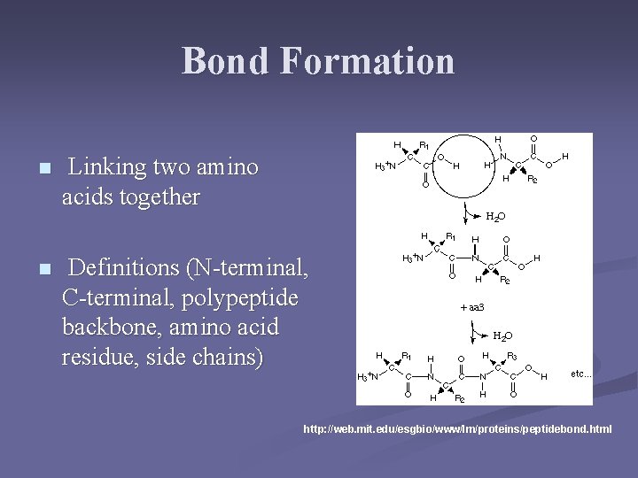 Bond Formation n Linking two amino acids together n Definitions (N-terminal, C-terminal, polypeptide backbone,