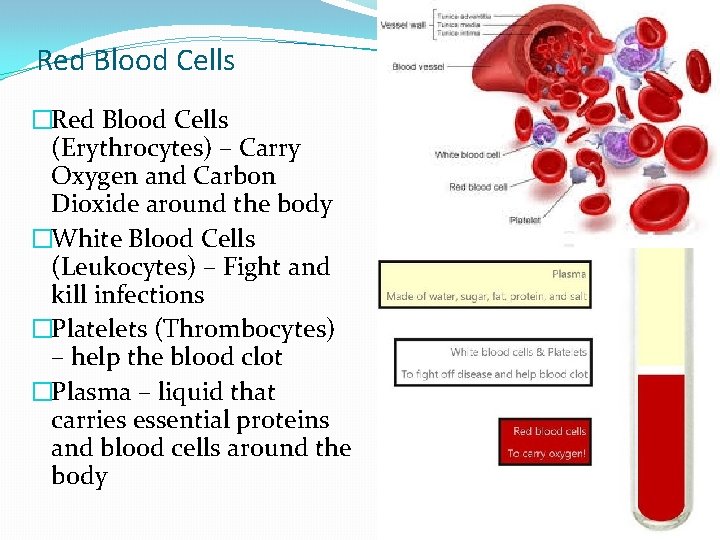 Red Blood Cells �Red Blood Cells (Erythrocytes) – Carry Oxygen and Carbon Dioxide around