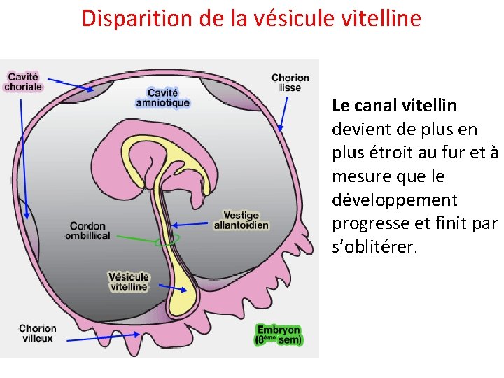 Disparition de la vésicule vitelline Le canal vitellin devient de plus en plus étroit