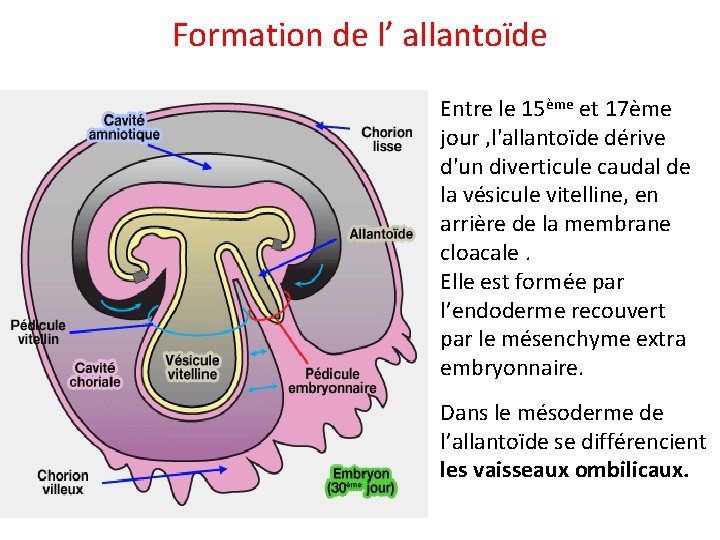 Formation de l’ allantoïde Entre le 15ème et 17ème jour , l'allantoïde dérive d'un