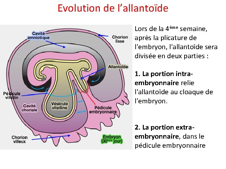 Evolution de l’allantoïde Lors de la 4ème semaine, après la plicature de l'embryon, l'allantoïde