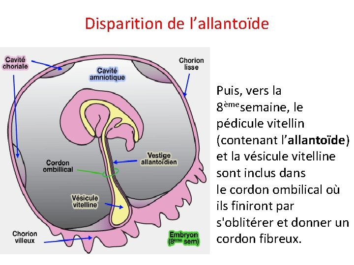 Disparition de l’allantoïde Puis, vers la 8èmesemaine, le pédicule vitellin (contenant l’allantoïde) et la