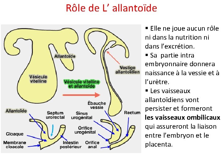 Rôle de L’ allantoïde § Elle ne joue aucun rôle ni dans la nutrition