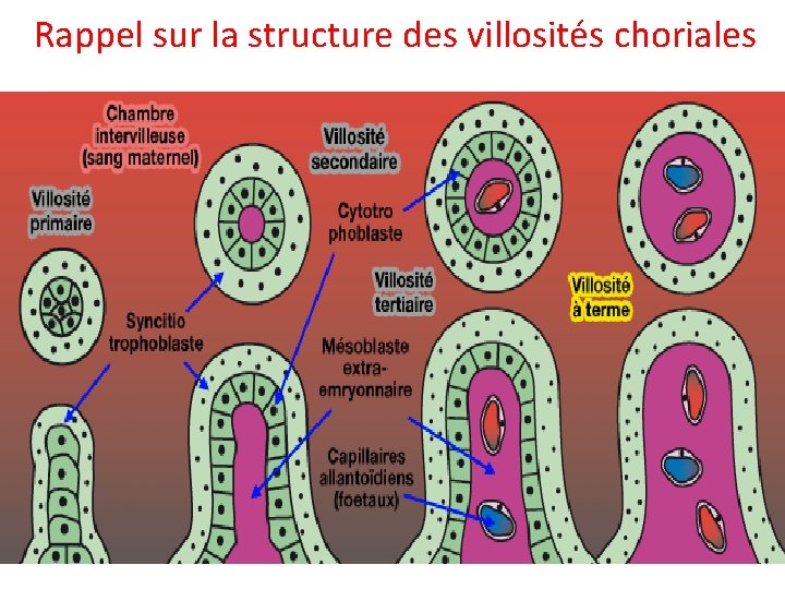 Rappel sur la structure des villosités choriales 