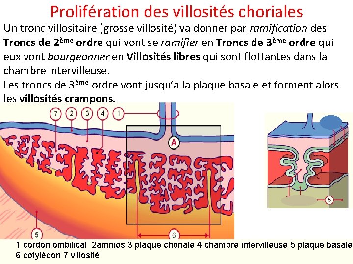 Prolifération des villosités choriales Un tronc villositaire (grosse villosité) va donner par ramification des