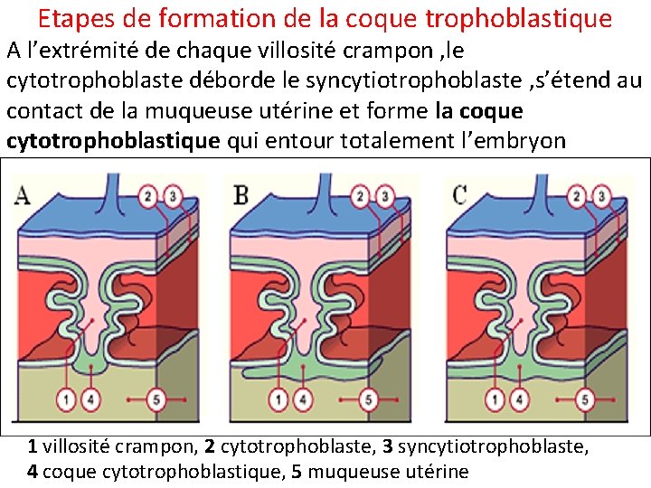 Etapes de formation de la coque trophoblastique A l’extrémité de chaque villosité crampon ,