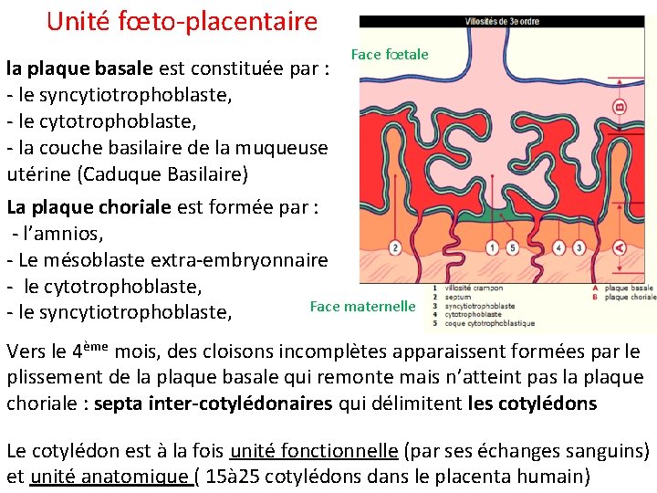 Unité fœto-placentaire la plaque basale est constituée par : - le syncytiotrophoblaste, - le