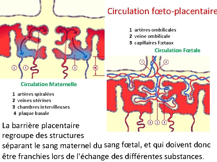 Circulation fœto-placentaire 1 artères ombilicales 2 veine ombilicale 3 capillaires fœtaux Circulation Fœtale Circulation