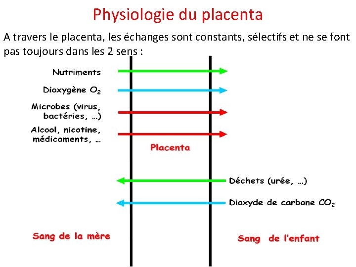 Physiologie du placenta A travers le placenta, les échanges sont constants, sélectifs et ne