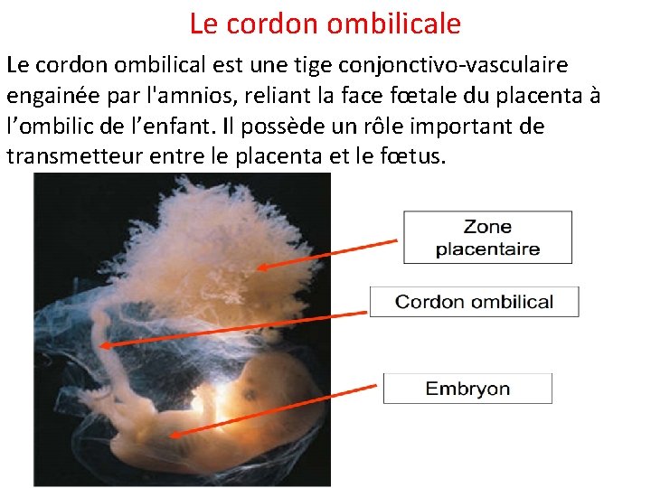 Le cordon ombilicale Le cordon ombilical est une tige conjonctivo-vasculaire engainée par l'amnios, reliant