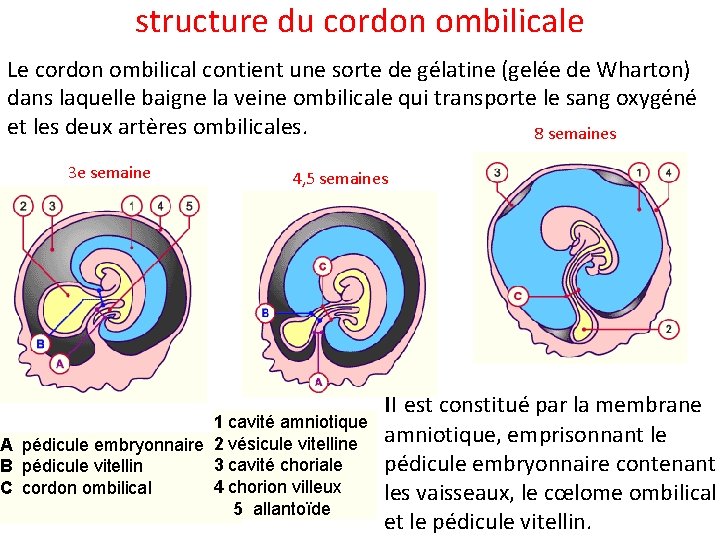 structure du cordon ombilicale Le cordon ombilical contient une sorte de gélatine (gelée de