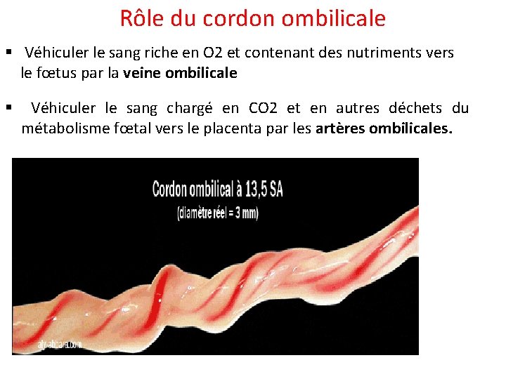 Rôle du cordon ombilicale § Véhiculer le sang riche en O 2 et contenant