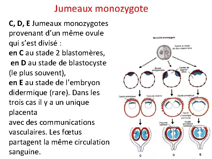 Jumeaux monozygote C, D, E Jumeaux monozygotes provenant d’un même ovule qui s’est divisé