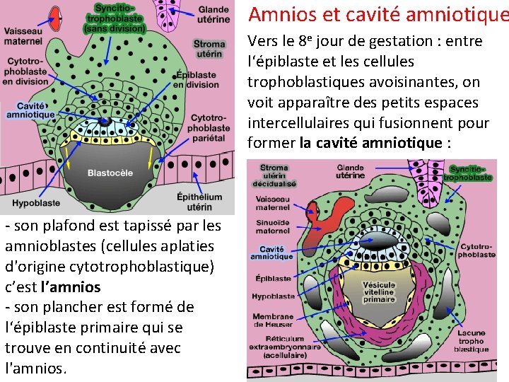 Amnios et cavité amniotique Vers le 8 e jour de gestation : entre l‘épiblaste