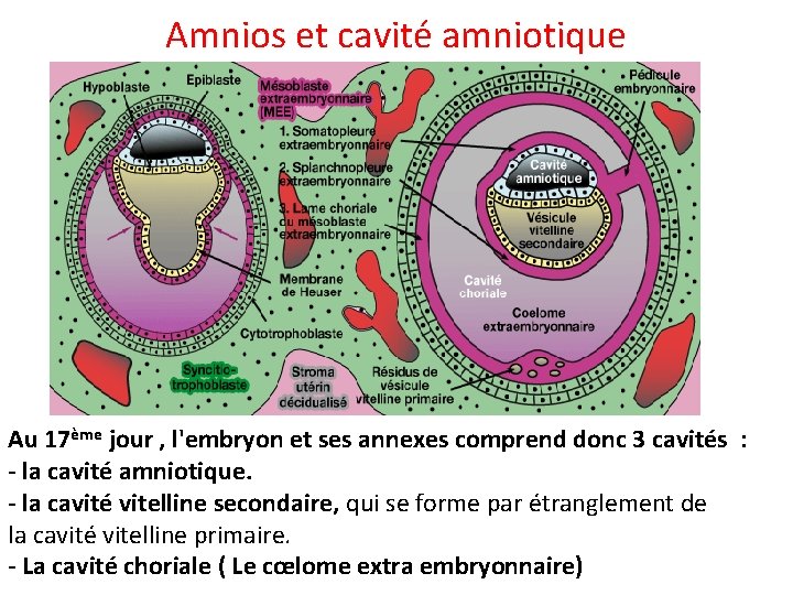 Amnios et cavité amniotique Au 17ème jour , l'embryon et ses annexes comprend donc