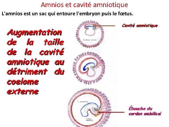 Amnios et cavité amniotique L'amnios est un sac qui entoure l'embryon puis le fœtus.