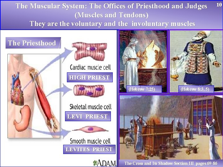 The Muscular System: The Offices of Priesthood and Judges (Muscles and Tendons) They are