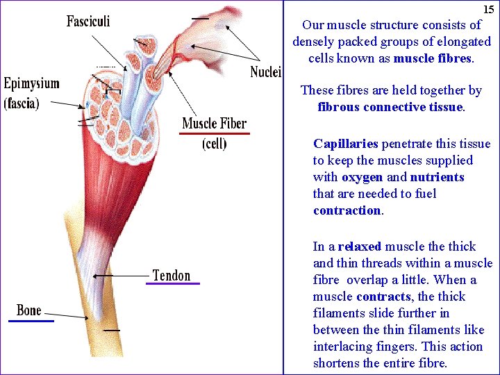  15 Our muscle structure consists of densely packed groups of elongated cells known