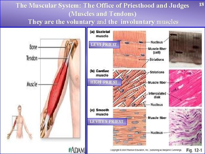 The Muscular System: The Office of Priesthood and Judges (Muscles and Tendons) They are