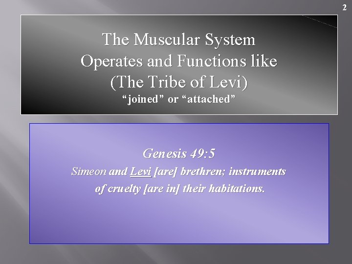 2 The Muscular System Operates and Functions like (The Tribe of Levi) “joined” or