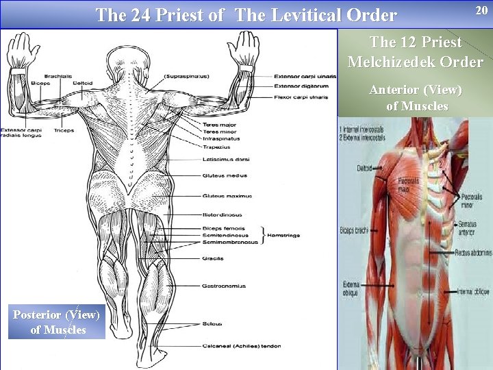 The 24 Priest of The Levitical Order 20 The 12 Priest Melchizedek Order Anterior