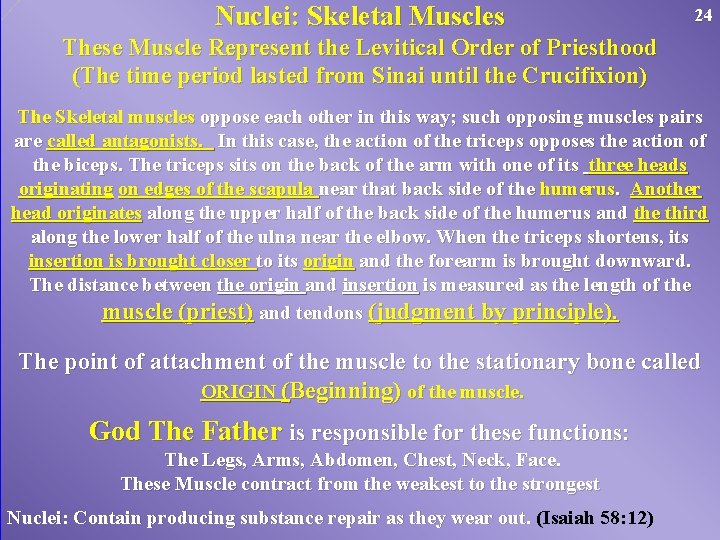 Nuclei: Skeletal Muscles 24 These Muscle Represent the Levitical Order of Priesthood (The time