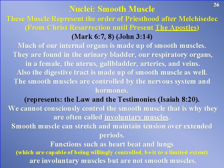 26 Nuclei: Smooth Muscle These Muscle Represent the order of Priesthood after Melchisedec (From