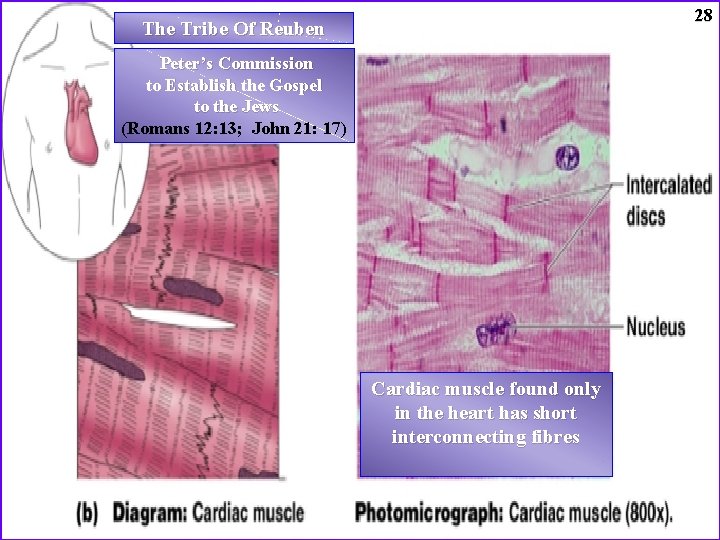 28 The Tribe Of Reuben Peter’s Commission to Establish the Gospel to the Jews