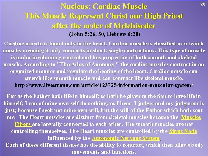 Nucleus: Cardiac Muscle This Muscle Represent Christ our High Priest after the order of