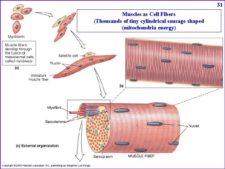 31 Muscles as Cell Fibers (Thousands of tiny cylindrical sausage shaped (mitochondria energy) 