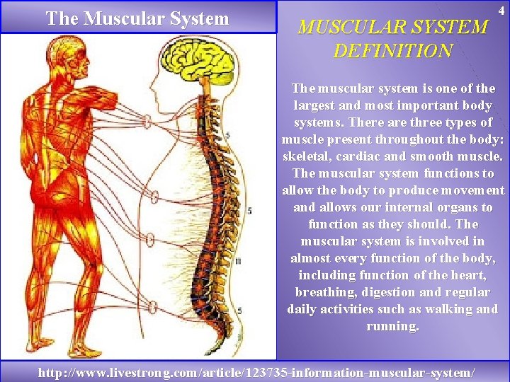 The Muscular System MUSCULAR SYSTEM DEFINITION 4 The muscular system is one of the