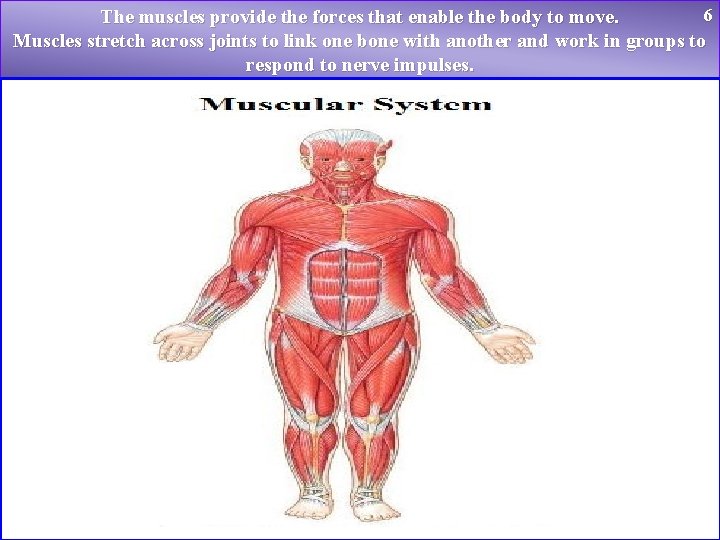 6 The muscles provide the forces that enable the body to move. Muscles stretch