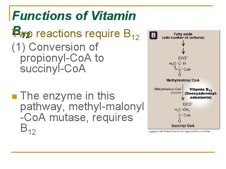 Functions of Vitamin B Two 12 reactions require B 12 (1) Conversion of propionyl-Co.