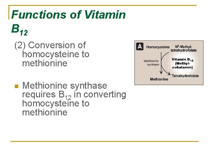 Functions of Vitamin B 12 (2) Conversion of homocysteine to methionine n Methionine synthase