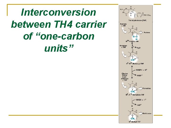Interconversion between TH 4 carrier of “one-carbon units” 