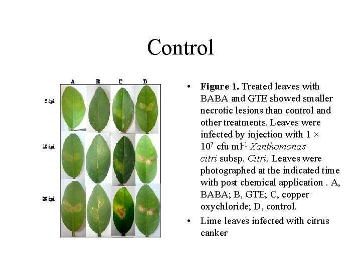 Control • Figure 1. Treated leaves with BABA and GTE showed smaller necrotic lesions