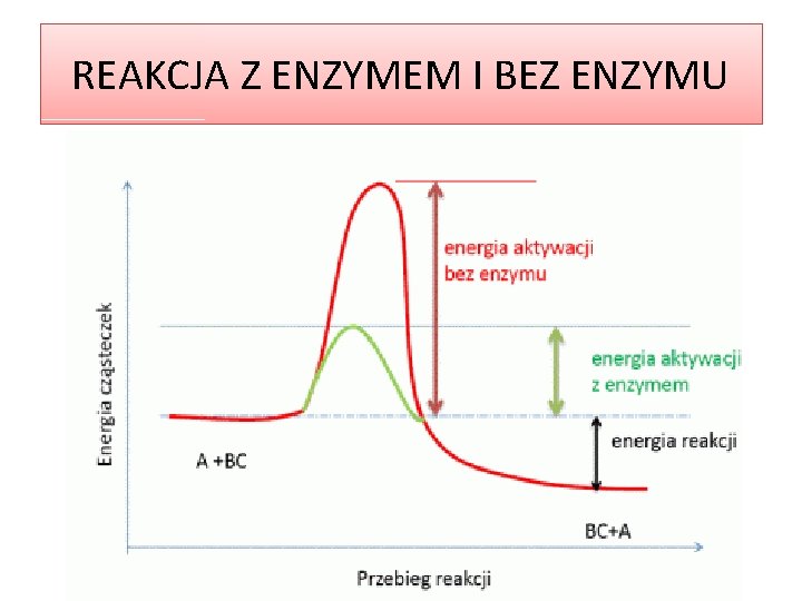 REAKCJA Z ENZYMEM I BEZ ENZYMU 