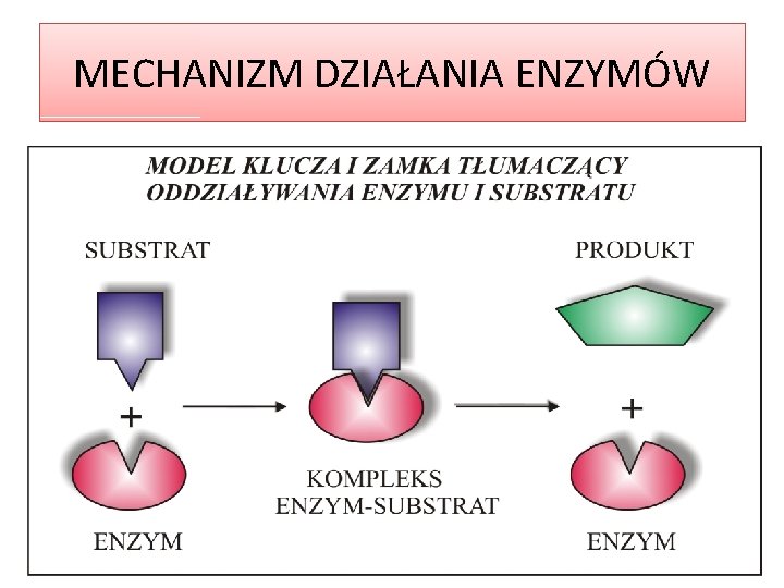 MECHANIZM DZIAŁANIA ENZYMÓW 