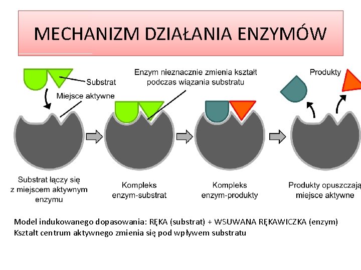 MECHANIZM DZIAŁANIA ENZYMÓW Model indukowanego dopasowania: RĘKA (substrat) + WSUWANA RĘKAWICZKA (enzym) Kształt centrum